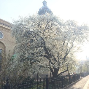 11094445_419517748221878_171899021_n