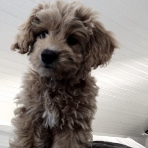 11382920_1049998015028821_1017045837_n